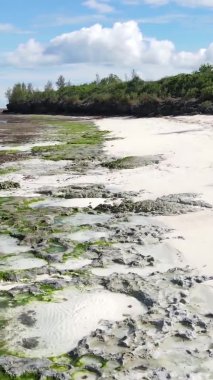 Tanzanya 'daki Zanzibar adasında boş bir kumsal, hava manzaralı.
