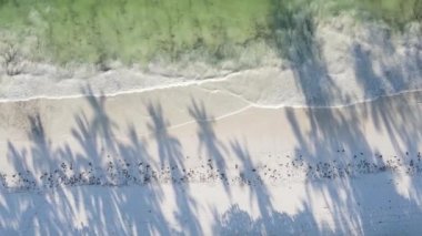 Tanzanya 'daki Zanzibar adasında boş bir kumsal, hava manzaralı.