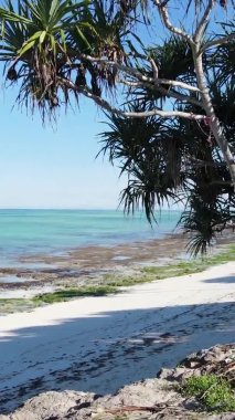 Tanzanya 'daki Zanzibar adasında boş bir kumsal, hava manzaralı.