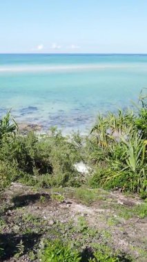 Zanzibar, Tanzanya - yeşil çalılıklarla kaplı okyanus kıyısı, dikey video, hava manzarası