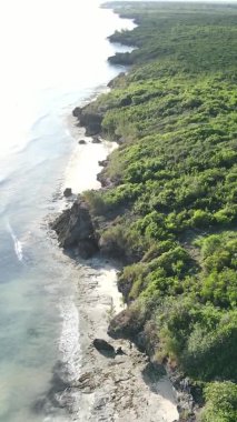 Zanzibar, Tanzanya - yeşil çalılıklarla kaplı okyanus kıyısı, dikey video, hava manzarası