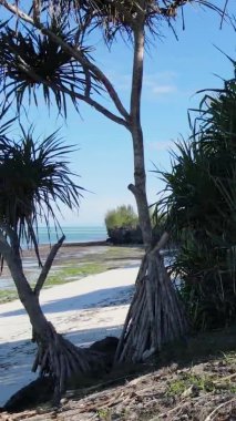 Zanzibar, Tanzanya - yeşil çalılıklarla kaplı okyanus kıyısı, dikey video, hava manzarası