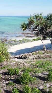Zanzibar, Tanzanya - yeşil çalılıklarla kaplı okyanus kıyısı, dikey video, hava manzarası