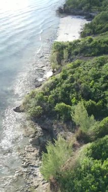 Zanzibar, Tanzanya - yeşil çalılıklarla kaplı okyanus kıyısı, dikey video, hava manzarası