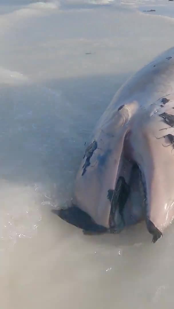 Delfín muerto en la costa de Zanzíbar, Tanzania, vídeo vertical — Vídeos de Stock