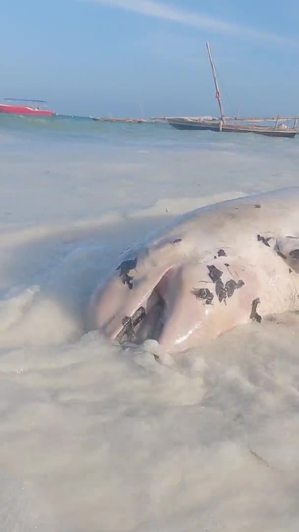 Martwy delfin na wybrzeżu wyspy Zanzibar, Tanzania, pionowe wideo — Wideo stockowe