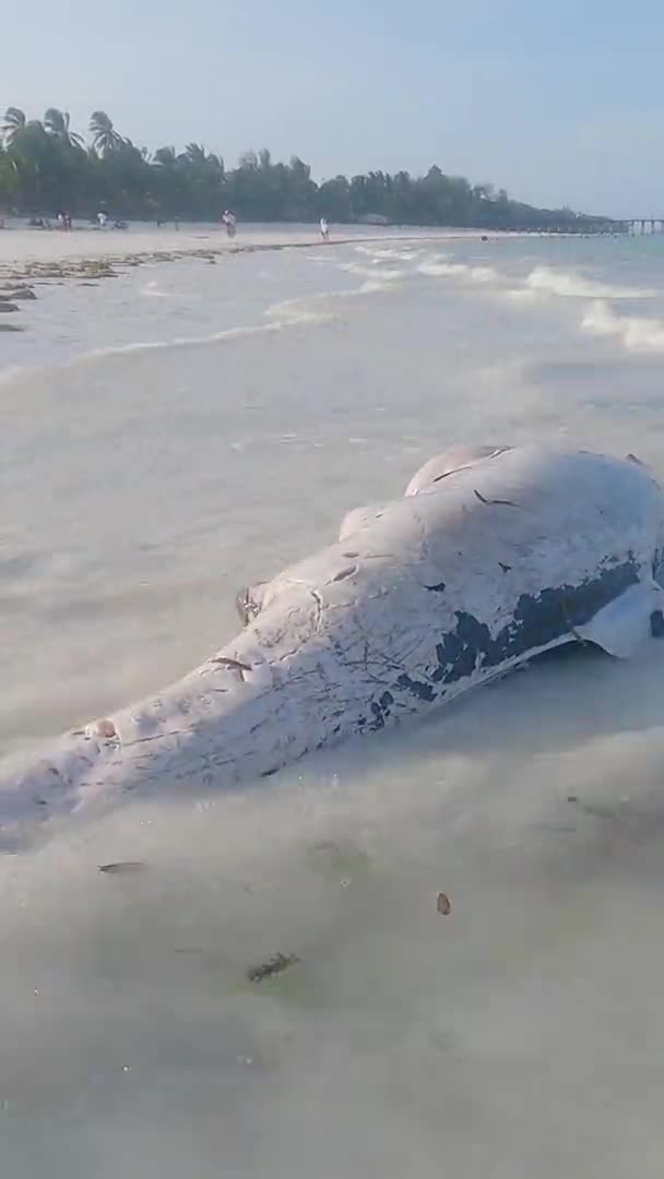 タンザニアのザンジバル島の海岸で死んだイルカ垂直ビデオ — ストック動画