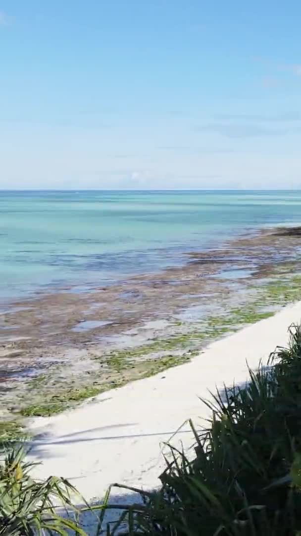 Занзібар (Танзанія) - океанський берег, вкритий зеленими заростями, вертикальним відеороликом, повітряним видом — стокове відео