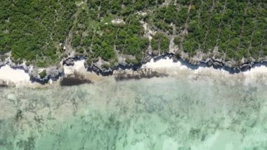 Zanzibar, Tanzanya - yeşil çalılıklarla kaplı okyanus kıyısı, dikey video, hava manzarası