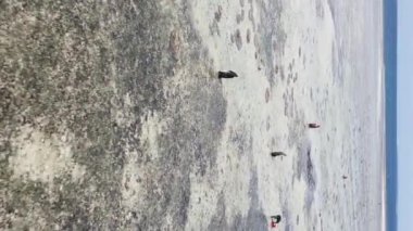 Zanzibar, Tanzanya 'da bir kıyı manzarasının dikey videosu, hava manzarası