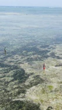 Zanzibar, Tanzanya 'da bir kıyı manzarasının dikey videosu, hava manzarası
