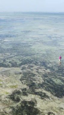 Zanzibar, Tanzanya 'da bir kıyı manzarasının dikey videosu, hava manzarası