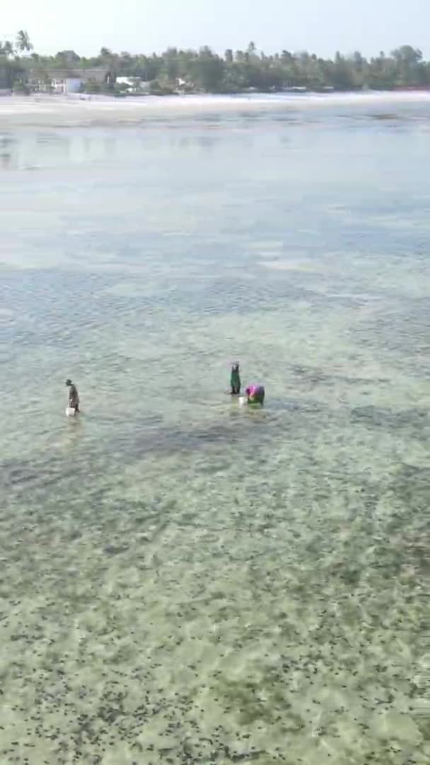 Vertikal video av ett kustlandskap i Zanzibar, Tanzania, flygfoto — Stockvideo