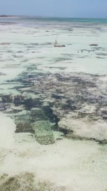 Tanzanya 'nın Zanzibar kıyısındaki okyanusta alçak gelgitin dikey videosu.