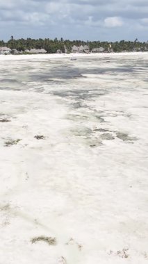 Tanzanya 'nın Zanzibar kıyısındaki okyanusta alçak gelgitin dikey videosu.