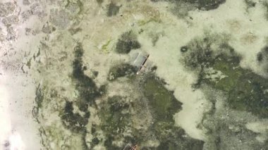 Tanzanya 'nın Zanzibar kıyısındaki okyanusta alçak gelgitin dikey videosu.