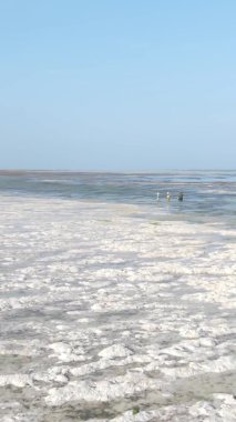 Tanzanya 'nın Zanzibar kıyısındaki okyanusta alçak gelgitin dikey videosu.