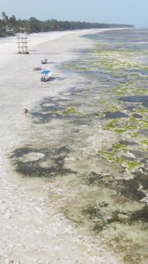 Tanzanya 'nın Zanzibar kıyısındaki okyanusta alçak gelgitin dikey videosu.