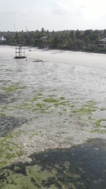 Tanzanya 'nın Zanzibar kıyısındaki okyanusta alçak gelgitin dikey videosu.