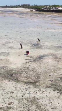 Tanzanya 'nın Zanzibar kıyısındaki okyanusta alçak gelgitin dikey videosu.