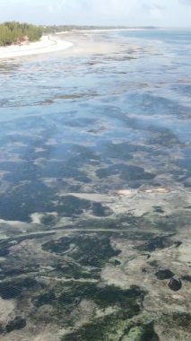 Tanzanya 'nın Zanzibar kıyısındaki okyanusta alçak gelgitin dikey videosu.