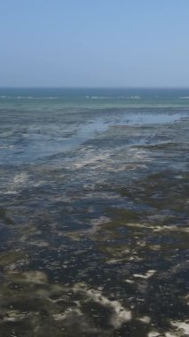 Tanzanya 'nın Zanzibar kıyısındaki okyanusta alçak gelgitin dikey videosu.