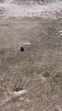 Tanzanya 'nın Zanzibar kıyısındaki okyanusta alçak gelgitin dikey videosu.