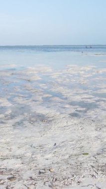Tanzanya 'nın Zanzibar kıyısındaki okyanusta alçak gelgitin dikey videosu.