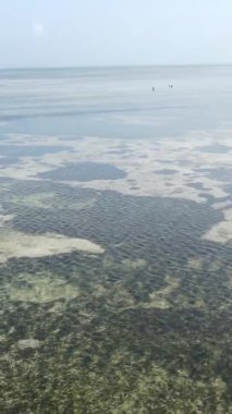 Tanzanya 'nın Zanzibar kıyısındaki okyanusta alçak gelgitin dikey videosu.