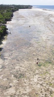 Tanzanya 'nın Zanzibar kıyısındaki okyanusta alçak gelgitin dikey videosu.