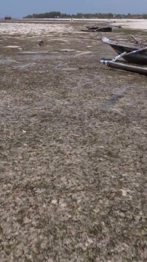 Tanzanya 'nın Zanzibar kıyısındaki okyanusta alçak gelgitin dikey videosu.