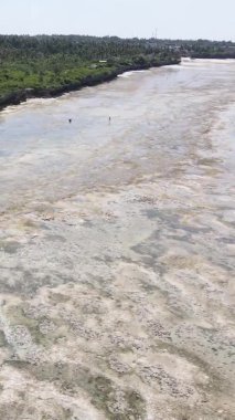 Tanzanya 'nın Zanzibar kıyısındaki okyanusta alçak gelgitin dikey videosu.