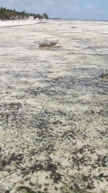 Tanzanya 'nın Zanzibar kıyısındaki okyanusta alçak gelgitin dikey videosu.
