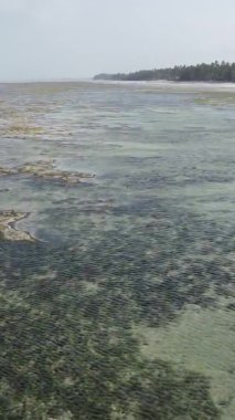 Tanzanya 'nın Zanzibar kıyısındaki okyanusta alçak gelgitin dikey videosu.