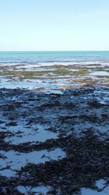 Tanzanya 'nın Zanzibar kıyısındaki okyanusta alçak gelgitin dikey videosu.