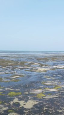 Tanzanya 'nın Zanzibar kıyısındaki okyanusta alçak gelgitin dikey videosu.