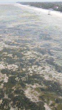 Tanzanya 'nın Zanzibar kıyısındaki okyanusta alçak gelgitin dikey videosu.