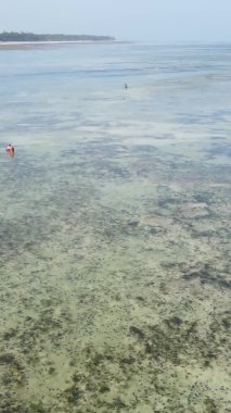 Tanzanya 'nın Zanzibar kıyısındaki okyanusta alçak gelgitin dikey videosu.