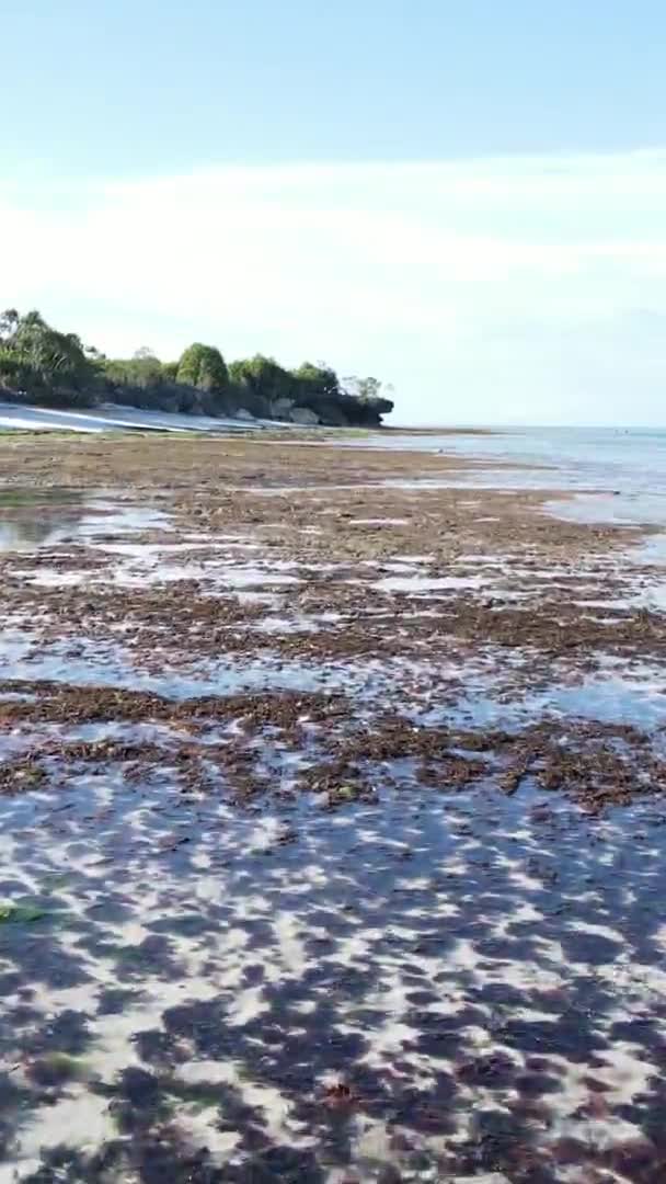 Verticale video van laagwater in de oceaan nabij de kust van Zanzibar, Tanzania, luchtfoto — Stockvideo