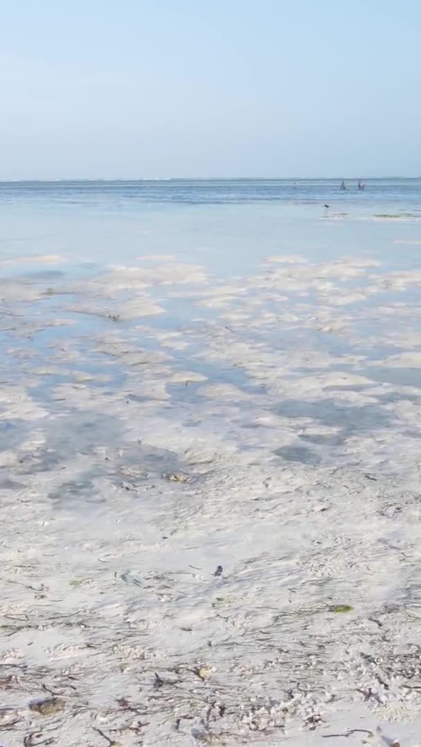 Vertikales Video von Ebbe im Ozean nahe der Küste von Sansibar, Tansania, Luftaufnahme — Stockvideo