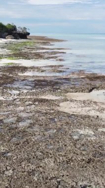 Tanzanya 'nın Zanzibar kıyısındaki okyanusta alçak gelgitin dikey videosu.