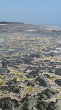 Tanzanya 'nın Zanzibar kıyısındaki okyanusta alçak gelgitin dikey videosu.