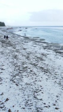 Tanzanya 'nın Zanzibar kıyısındaki okyanusta alçak gelgitin dikey videosu.