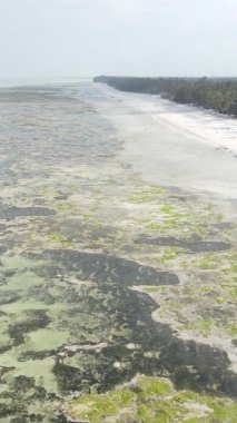 Tanzanya 'nın Zanzibar kıyısındaki okyanusta alçak gelgitin dikey videosu.