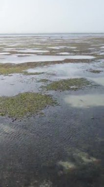 Tanzanya 'nın Zanzibar kıyısındaki okyanusta alçak gelgitin dikey videosu.