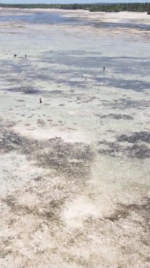 Tanzanya 'nın Zanzibar kıyısındaki okyanusta alçak gelgitin dikey videosu.