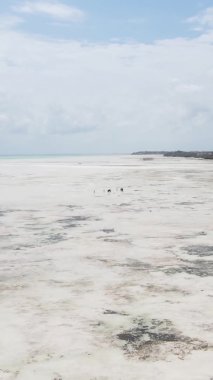 Tanzanya 'nın Zanzibar kıyısındaki okyanusta alçak gelgitin dikey videosu.