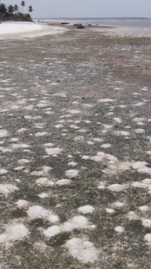 Tanzanya 'nın Zanzibar kıyısındaki okyanusta alçak gelgitin dikey videosu.
