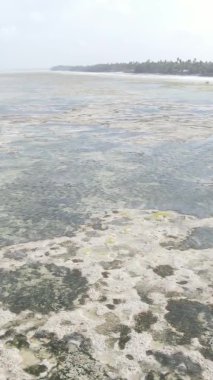 Tanzanya 'nın Zanzibar kıyısındaki okyanusta alçak gelgitin dikey videosu.