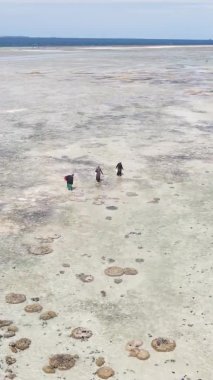 Tanzanya 'nın Zanzibar kıyısındaki okyanusta alçak gelgitin dikey videosu.